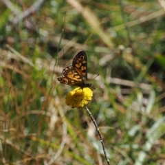 Oreixenica latialis at Namadgi National Park - suppressed