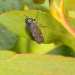 Neotartessus flavipes (A leafhopper) at Derwent Bridge, TAS - 16 Feb 2024 by AlisonMilton