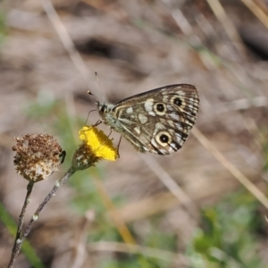 Oreixenica latialis at Namadgi National Park - suppressed