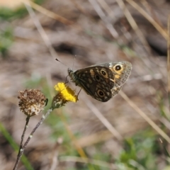 Oreixenica latialis at Namadgi National Park - suppressed