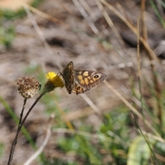 Oreixenica latialis at Namadgi National Park - 25 Mar 2024