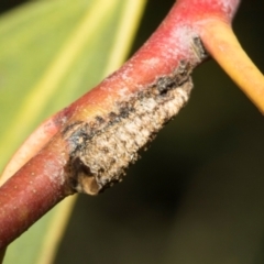 Chaetophyes compacta (Tube spittlebug) at Derwent Bridge, TAS - 15 Feb 2024 by AlisonMilton