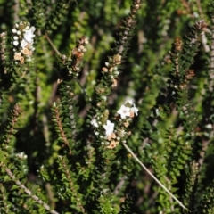 Epacris microphylla (Coral Heath) at Cotter River, ACT - 25 Mar 2024 by RAllen