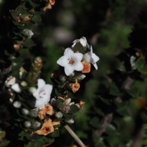 Epacris microphylla at Namadgi National Park - 25 Mar 2024