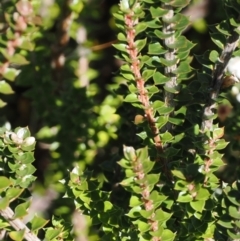 Epacris microphylla at Namadgi National Park - 25 Mar 2024