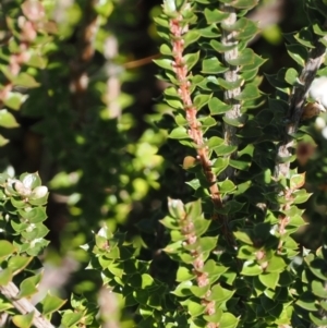 Epacris microphylla at Namadgi National Park - 25 Mar 2024