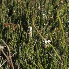 Epacris microphylla at Namadgi National Park - 25 Mar 2024