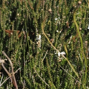 Epacris microphylla at Namadgi National Park - 25 Mar 2024