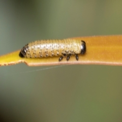 Paropsini sp. (tribe) (Unidentified paropsine leaf beetle) at Derwent Bridge, TAS - 15 Feb 2024 by AlisonMilton