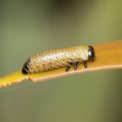 Paropsini sp. (tribe) at Derwent Bridge, TAS - 16 Feb 2024