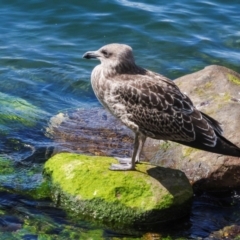 Larus dominicanus (Kelp Gull) at Sandy Bay, TAS - 17 Feb 2024 by AlisonMilton