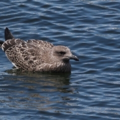 Larus dominicanus at Sandy Bay, TAS - suppressed