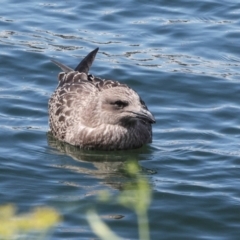 Larus dominicanus at Sandy Bay, TAS - suppressed