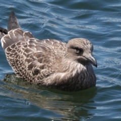 Larus dominicanus at Sandy Bay, TAS - suppressed