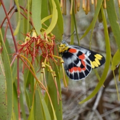 Delias harpalyce (Imperial Jezebel) at Kowen Escarpment - 15 Feb 2024 by RobG1