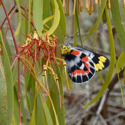 Delias harpalyce (Imperial Jezebel) at Canberra Airport, ACT - 15 Feb 2024 by RobG1