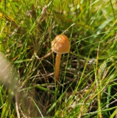 Panaeolus sp. (Panaeolus) at QPRC LGA - 7 Apr 2024 by Csteele4