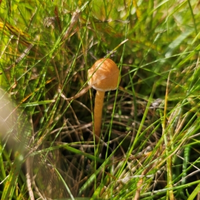 Panaeolus sp. (Panaeolus) at QPRC LGA - 7 Apr 2024 by Csteele4