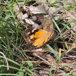 Heteronympha merope at QPRC LGA - 7 Apr 2024