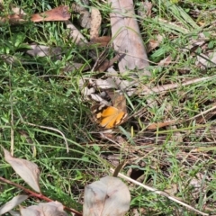 Heteronympha merope at QPRC LGA - 7 Apr 2024