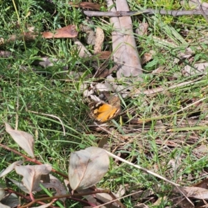 Heteronympha merope at QPRC LGA - 7 Apr 2024