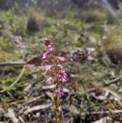 Stylidium graminifolium at QPRC LGA - 7 Apr 2024