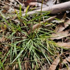 Stylidium graminifolium at QPRC LGA - 7 Apr 2024