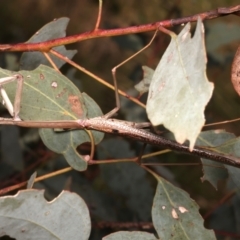 Orthodera ministralis at Mount Ainslie - 6 Jan 2024 by jb2602