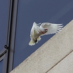 Cacatua tenuirostris (Long-billed Corella) at Sandy Bay, TAS - 16 Feb 2024 by AlisonMilton