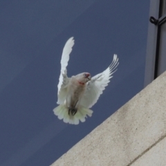 Cacatua tenuirostris at Sandy Bay, TAS - 17 Feb 2024