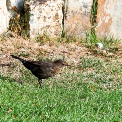 Turdus merula (Eurasian Blackbird) at Sandy Bay, TAS - 17 Feb 2024 by AlisonMilton