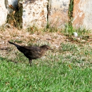 Turdus merula (Eurasian Blackbird) at Sandy Bay, TAS by AlisonMilton