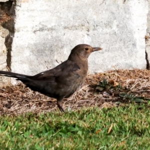 Turdus merula at Sandy Bay, TAS - 17 Feb 2024 06:55 AM