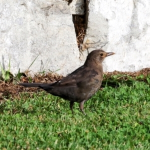 Turdus merula at Sandy Bay, TAS - 17 Feb 2024 06:55 AM