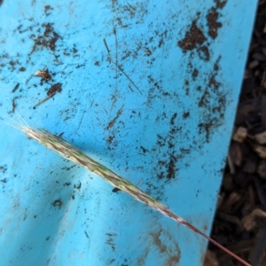 Bothriochloa macra at Page, ACT - 7 Apr 2024