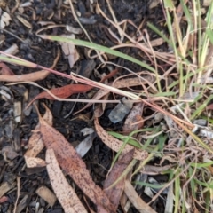 Bothriochloa macra at Page, ACT - 7 Apr 2024