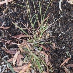 Bothriochloa macra at Page, ACT - suppressed