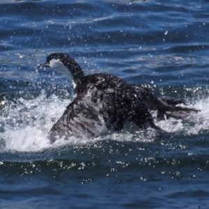 Phalacrocorax fuscescens at Hobart, TAS - 17 Feb 2024