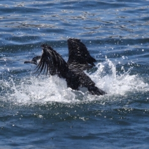 Phalacrocorax fuscescens at Hobart, TAS - 17 Feb 2024