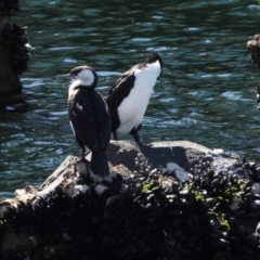 Phalacrocorax fuscescens at Hobart, TAS - 17 Feb 2024 11:05 AM