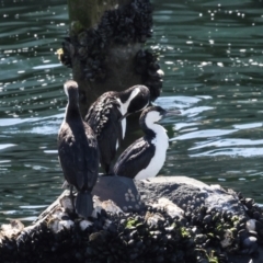 Phalacrocorax fuscescens at Hobart, TAS - 17 Feb 2024