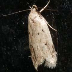 Atalopsis heniocha (A concealer moth) at WendyM's farm at Freshwater Ck. - 21 Feb 2024 by WendyEM