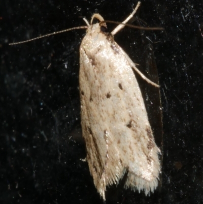 Atalopsis heniocha (A concealer moth) at Freshwater Creek, VIC - 21 Feb 2024 by WendyEM