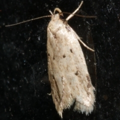 Atalopsis heniocha (A concealer moth) at Freshwater Creek, VIC - 21 Feb 2024 by WendyEM