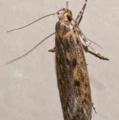 Hofmannophila pseudospretella (Brown House Moth) at WendyM's farm at Freshwater Ck. - 21 Feb 2024 by WendyEM