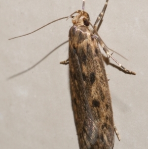 Hofmannophila pseudospretella at Freshwater Creek, VIC - 21 Feb 2024 10:29 PM