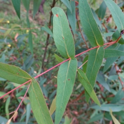 Eucalyptus radiata subsp. radiata (Narrow-leaved Peppermint) at QPRC LGA - 13 Feb 2024 by RobG1