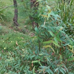 Eucalyptus radiata subsp. radiata at QPRC LGA - 14 Feb 2024