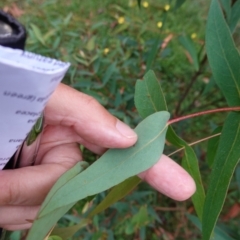 Eucalyptus radiata subsp. radiata at QPRC LGA - 14 Feb 2024