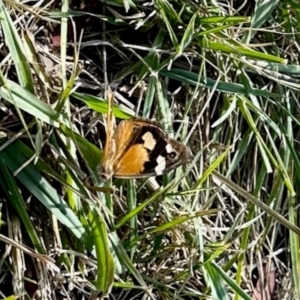 Heteronympha merope at Aranda, ACT - 6 Apr 2024